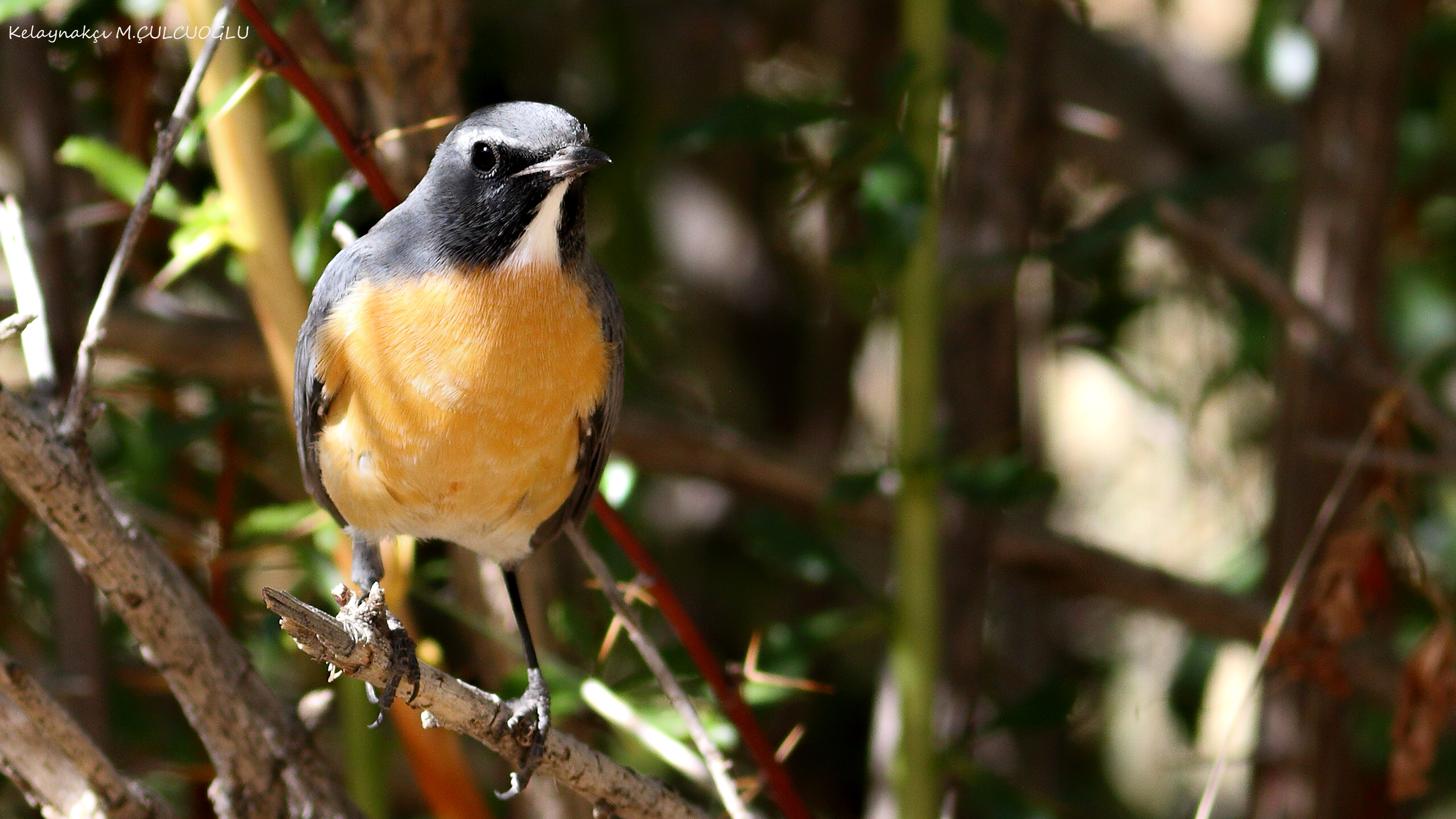 White-throated Robin